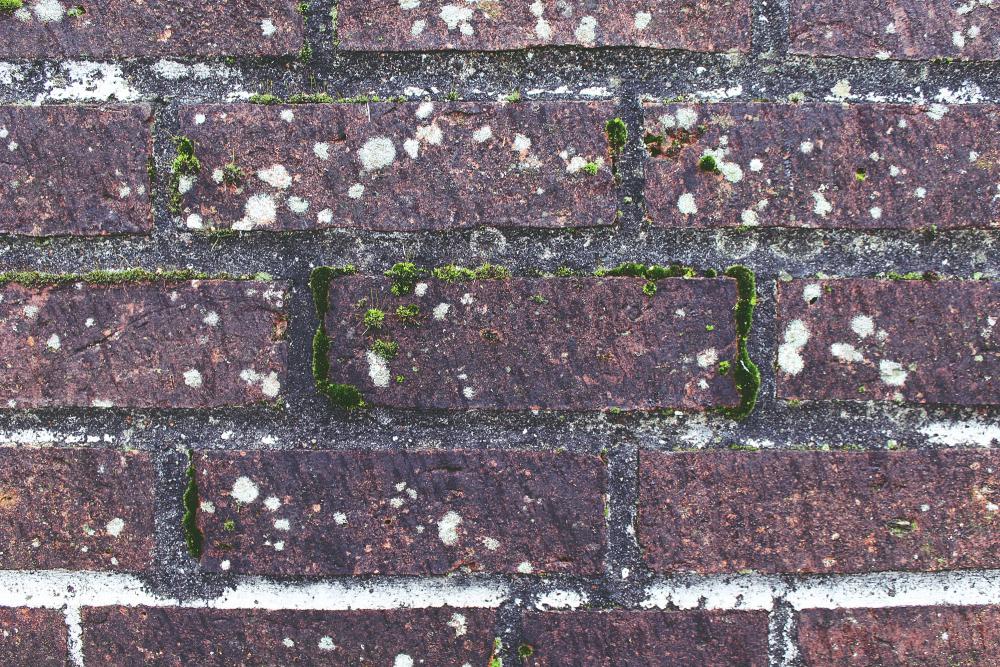 façade, mousses, lichens