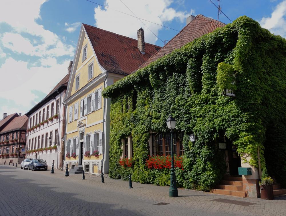 façade et plantes grimpantes